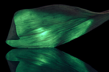 Close up Beautiful  leaf in multicoloured  green light on a black. Minimalism retro style concept....