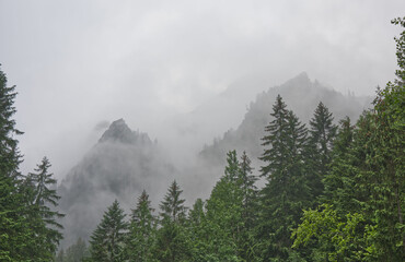 Foggy, summer forest with tall trees in the High Tatras Mountains	