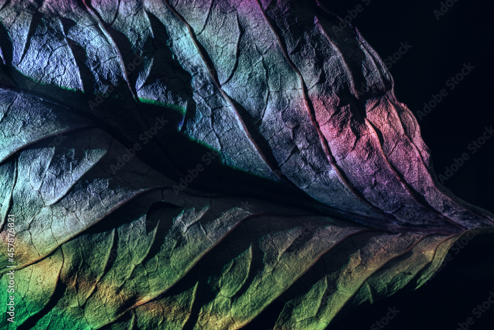Fototapete Close up Beautiful abstraction  leaf texture in multicoloured neon light. Minimalism retro style concept. Background pattern for design. Macro photography view.