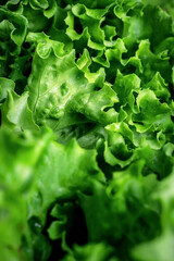 Natural green background. Lettuce leaves and other greens. Healthy food.