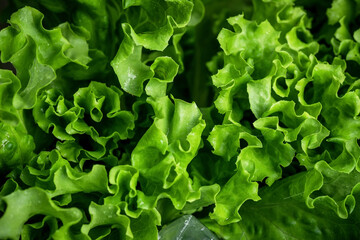 Natural green background. Lettuce leaves and other greens. Healthy food.