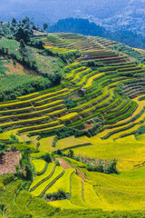 Landscape view of rice fields in Mu Cang Chai District, VIetnam