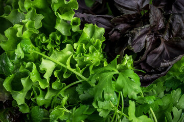 Natural green background. Lettuce leaves and other greens. Healthy food.