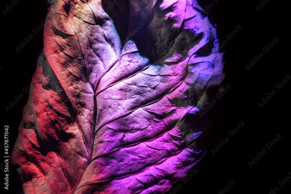 Poster beautiful abstraction leaf texture neon light. minimalism retro style concept. background pattern fo