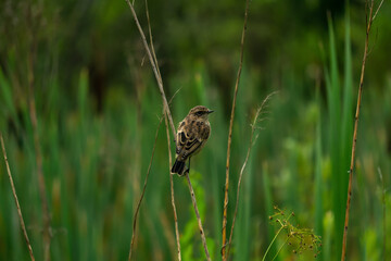 bird whinchat sits on a stem of a plant on a blurred natural background