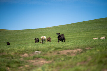 Stud Angus, wagyu and murray grey beef bulls and cows, being grass fed on a hill in Australia.