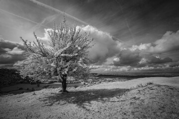 Infrared Lone Tree at Coaley Peak 