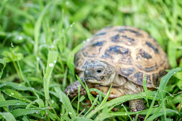  turtle on a sunny day in the grass
