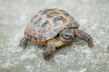 Close-up of a cute turtle on a neutral gray background