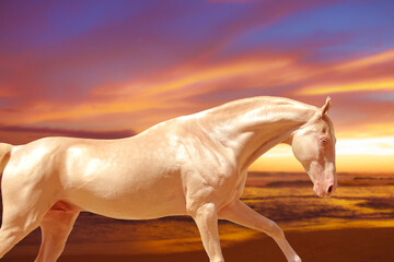 horse on sunset background, cream horse galloping at sunset