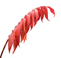 Red dry autumn leaves