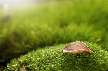 Single dry dead leaf