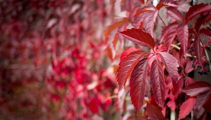 Red autumn leaves on a blurry background.