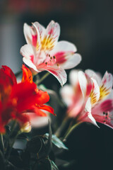 pink lily flower