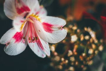 white and pink flower