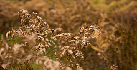 Dry fern leaves on a blurry background.