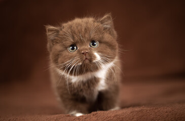 Luxus Katzen und Kitten edel und Imposant Odd eyed cinnamon und chocolate