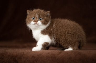 Luxus Katzen und Kitten edel und Imposant Odd eyed cinnamon und chocolate