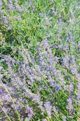Small inflorescences of lavender