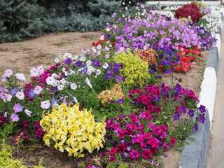 beautiful flower bed in the park with petunias and other colorful flowers