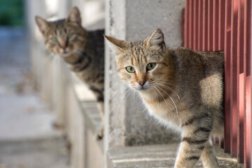 Naklejka na ściany i meble Stray cats look at the camera. Active cats in the city. World Cat Day