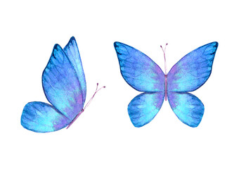 Fototapeta premium Watercolor botanical summer set of multicolor colorful butterflies