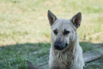 portrait of a homeless mongrel. the dog's face against the blurred background of a green meadow. protection of homeless animals, catching dogs