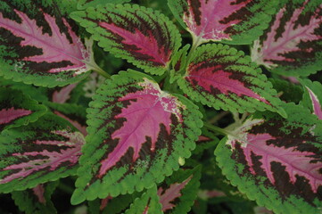 red and green leaves