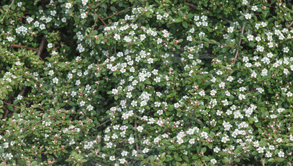 Fototapeta na wymiar Flowering cotoneaster bush.