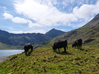 Three black cows eating grass on lakeside in Snowdonia mountains with Mount Snowdon in the background.
