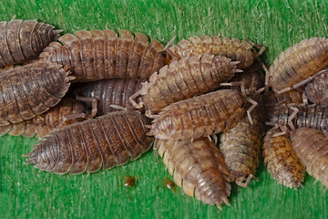Collection of woodlice in plastic container