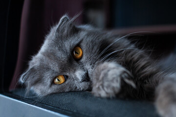 a gray cat with red eyes of the Scottish fold breed lies on a black chair and looks into the frame. Close-up portrait
