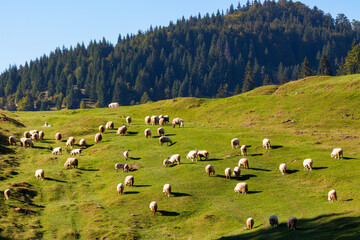 Fototapeta na wymiar flock of sheep grazing in mountains. sunny nature scenery in apuseni natural park of romania