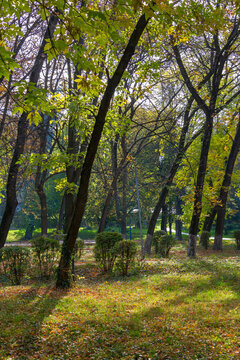 city park on a sunny autumn day. trees in green and yellow foliage