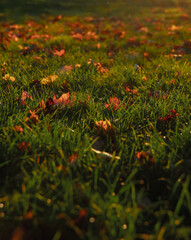 majestic October warm sun light on grass meadow with falling autumn season leaves vertical photography beautiful concept