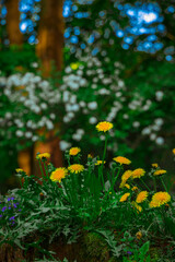 spring time blossom season of colorful flowers and green environment space garden floral natural vertical photo