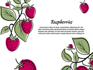 Hand drawn ink outline raspberry with color spots.