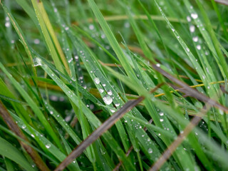 dew on grass