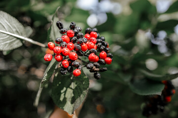 A brush of viburnum neck berries in close-up with black and red berries at the same time