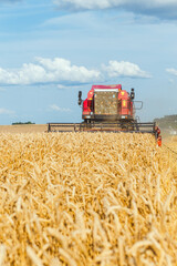 Combine harvester harvesting wheat