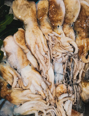 Fresh squids on the seafood market