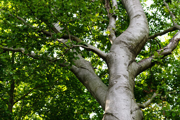 Fototapeta premium A view from below at the crown of a large beech tree
