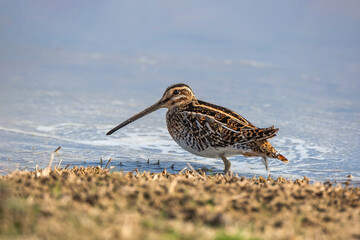 Common Snipe (Gallinago gallinago) feeding on the seashore