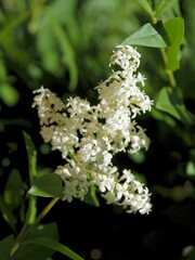 privet bush with white flowers at spring