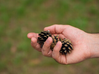 Pinecones in the man’s hand on a green background