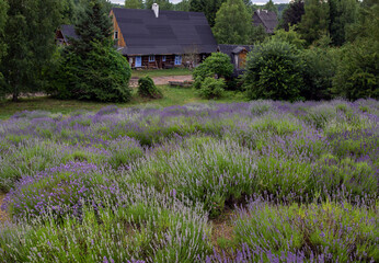 lavendelfeld