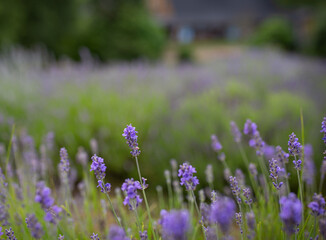 lavendel