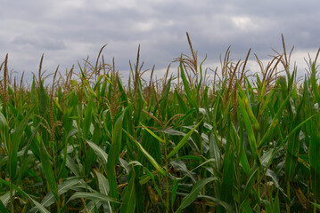 Fototapeta premium autumn corn stalks ready for harvest