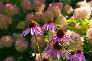 Autumn purple coneflower bathed in sunlight
