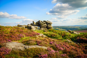 landscape with purple flowering  heather wind shaped rocks and sky Stanage edge Peak District...